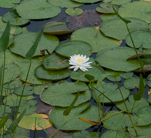 Nymphaea odorata (fragrant water lily, beaver root, American white waterlily)