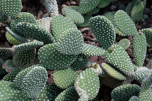 Opuntia microdasys (white polka dot cactus)