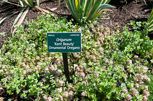Origanum ‘Kent (ornamental oregano)