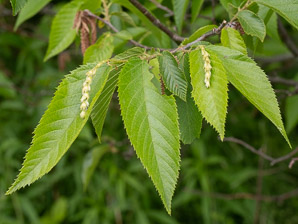 Ostrya virginiana (Eastern hophornbeam, ironwood, hophornbeam, hop-hornbeam)