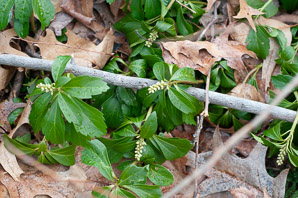 Pachysandra procumbens (pachysandra, Alleghany spurge, Alleghany pachysandra)