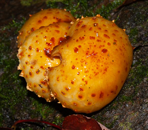 Pholiota adiposa (golden skycap)