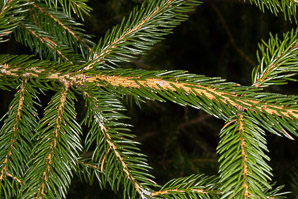 Picea abies (Norway spruce)