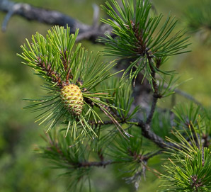 Pinus rigida (pitch pine)