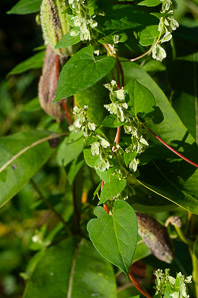 Polygonum convolvulus (black bindweed, wild buckwheat, false buckwheat)