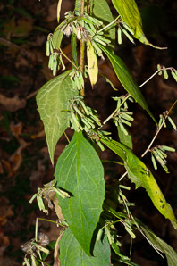 Prenanthes altissima (tall white lettuce, rattlesnake root)