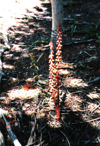 Pterospora andromedea (woodland pinedrops)