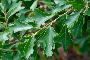 Quercus ilicifolia (bear oak, black scrub oak, scrub oak, turkey oak)