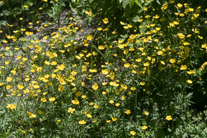 Ranunculus acris (buttercup, tall buttercup, meadow buttercup, common buttercup)