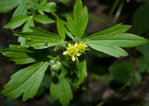 Ranunculus recurvatus (hooked crowfoot, hooked buttercup, blisterwort)