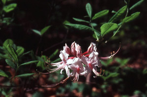 Rhododendron periclymenoides (pink azalea, Pinxter flower)