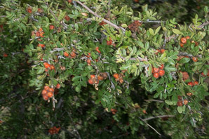 Rhus microphylla (littleleaf desert sumac, littleleaf sumac, desert sumac, scrub sumac)