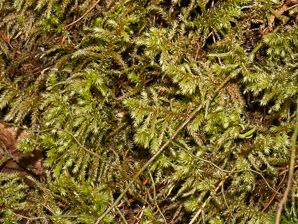 Rhytidiadelphus triquetrus (rough goose neck moss, electrified cat tail moss)