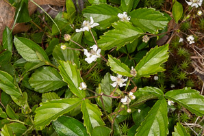 Rubus hispidus (swamp dewberry, bristly blackberry, bristly dewberry)