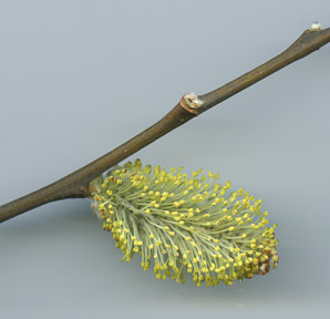 Salix discolor (pussy willow, American willow)