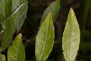 Salix pyrifolia (balsam willow)
