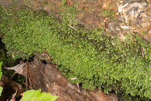 Scapania nemorea