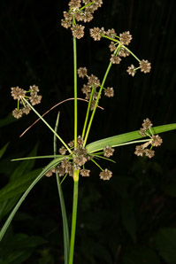 Scirpus atrovirens (green bulrush, dark-green bulrush, dark-green bullrush)