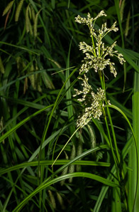 Scirpus pendulus (pendulous bulrush, rufous bulrush, nodding bulrush)