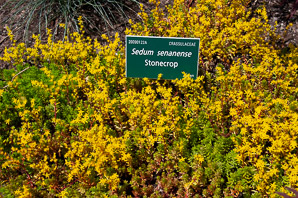 Sedum japonicum (stonecrop)