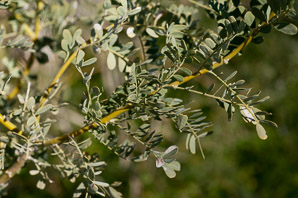 Senegalia greggii (catclaw, devil’s claw, catclaw acacia)