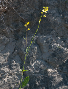 Sinapis alba (wild mustard, white mustard)
