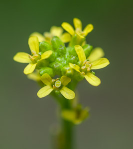 Sisymbrium officinale (hedge mustard)