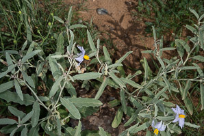 Solanum hindsianum (Baja California nightshade, Hinds’ nightshade)