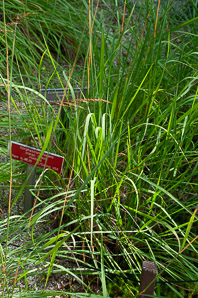 Sorghastrum nutans (Indian grass, indiangrass)