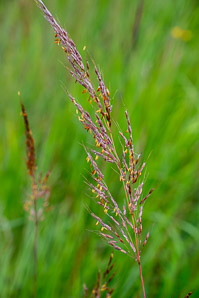 Sorghastrum nutans (Indian grass, indiangrass)