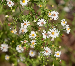Symphyotrichum racemosum (small white aster, small-flowered white aster)