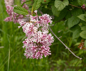 Syringa josikaea (Hungarian lilac)