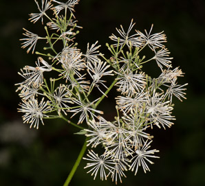 Thalictrum pubescens (tall meadow rue, king-of-the-meadow, tall meadow-rue)