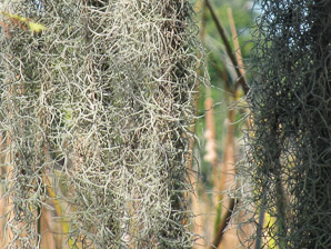 Tillandsia usneoides (spanish moss)