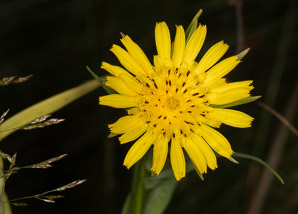 Tragopogon pratensis (meadow salsify, jack-go-to-bed-at-noon, showy goat’s-beard, meadow goat’s-beard, meadow goat’s beard)
