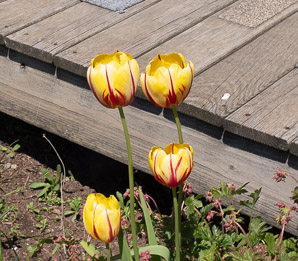 Tulipa gesneriana (Didier’s tulip, garden tulip)