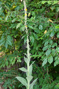 Verbascum thapsus (common mullein)