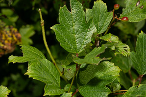 Viburnum opulus (Guelder rose, water elder, European cranberrybush, cramp bark, snowball tree)