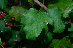 Viburnum opulus (Guelder rose, water elder, European cranberrybush, cramp bark, snowball tree)