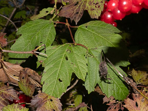 Viburnum opulus (Guelder rose, water elder, European cranberrybush, cramp bark, snowball tree)