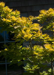 Acer shirasawanum (golden full moon maple)