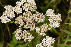 Achillea millefolium (common yarrow, gordaldo, nosebleed plant, old man’s pepper, devil’s nettle, sanguinary, milfoil, soldier’s woundwort, thousand-leaf, thousand-seal, yarrow)