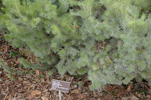 Adenanthos sericea (woolly bush)