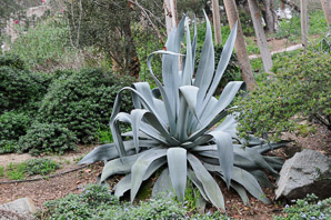 Agave L.