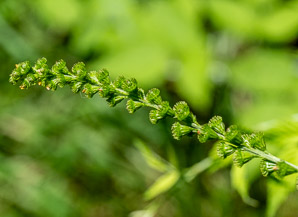 Agrimonia striata (roadside agrimony)