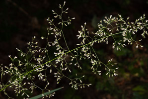 Agrostis capillaris (colonial bentgrass, creeping bentgrass, fine bentgrass)