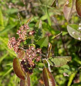 Amelanchier canadensis (shadbush, bilberry, Canadian serviceberry, chuckle-berry, currant-tree, juneberry, shad-blow, shadbush serviceberry, sugarplum, thicket serviceberry)