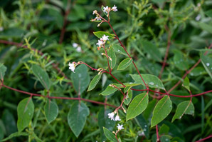 Apocynum androsaemifolium (spreading dogbane)