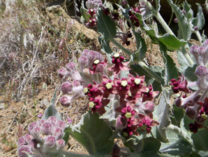 Asclepias californica (California milkweed)
