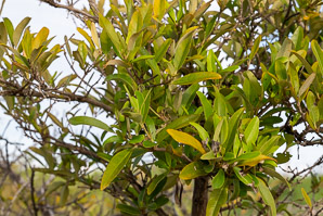 Avicennia germinans (black mangrove)